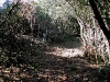 camino_bosque